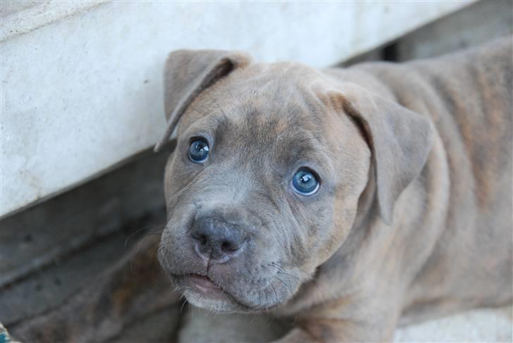 Amerikansk staffordshire terrier Raja - Min dejlige Raja  billede 1