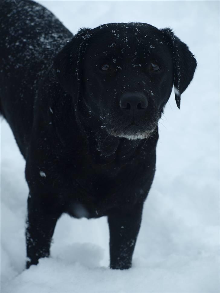 Blanding af racer Nala  - Velkommen til Nalas Profil (: . Alle billeder på denne profil er taget af - Marie AA foto - Mig (: billede 1
