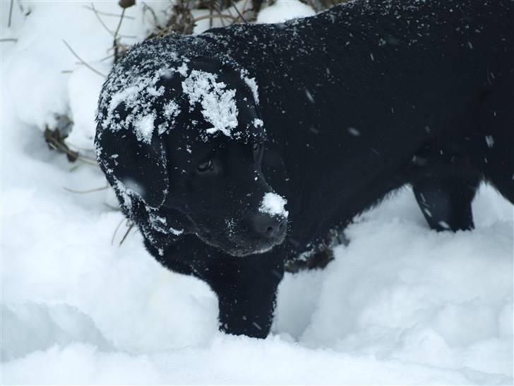 Blanding af racer Nala  billede 2