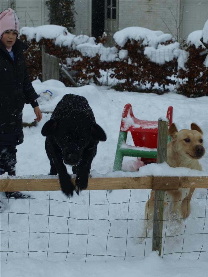 Blanding af racer Nala  billede 3