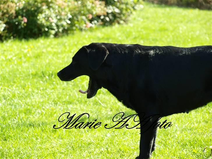 Blanding af racer Nala  billede 4