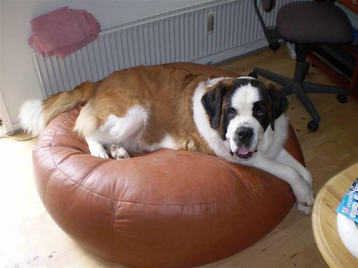 Sankt bernhardshund Jasmin - ja "Hansen møbler" troede heller ikke på at det var en sækkestol til en hund billede 3