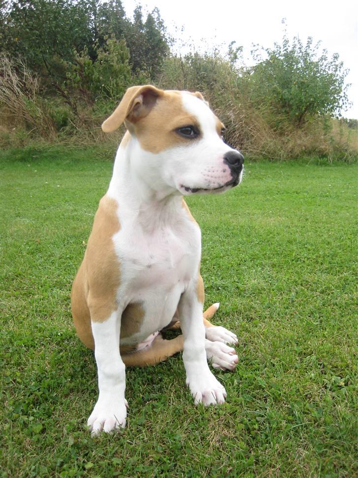 Amerikansk staffordshire terrier Sille - sille 3mdr billede 15