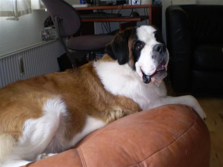 Sankt bernhardshund Jasmin - HUNDESENG grin billede 4