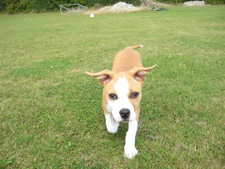 Amerikansk staffordshire terrier Sille - sille 3mdr billede 16