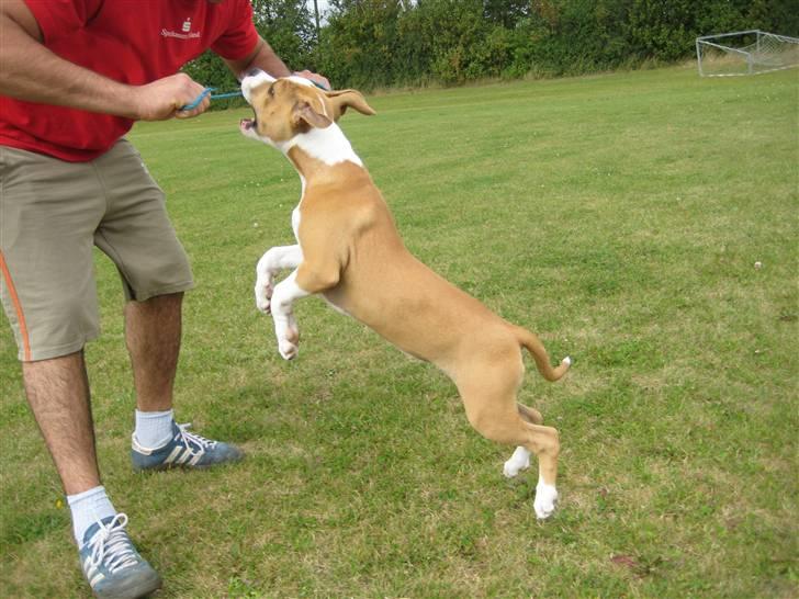 Amerikansk staffordshire terrier Sille - sille 3mdr billede 17