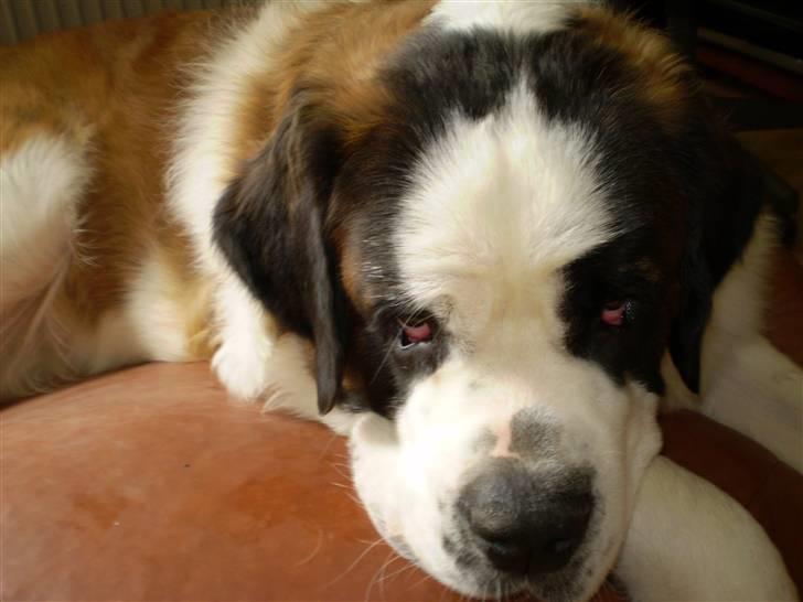 Sankt bernhardshund Jasmin - far nu gider jeg ikke flere billeder billede 5