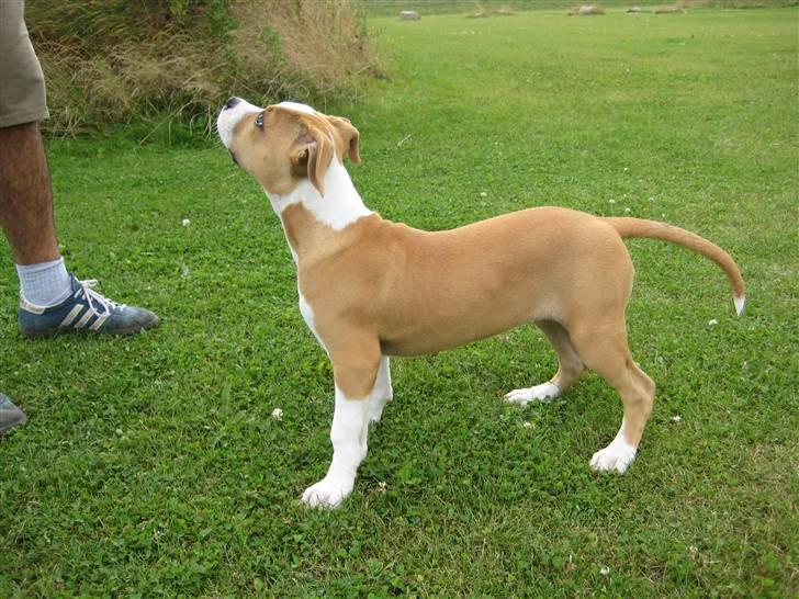 Amerikansk staffordshire terrier Sille - sille 3mdr billede 18
