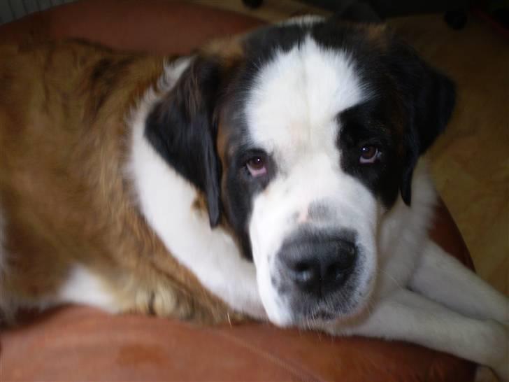 Sankt bernhardshund Jasmin - er jeg bare fotogen eller hvad billede 6