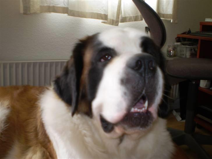Sankt bernhardshund Jasmin - jeg er en frækkert billede 7