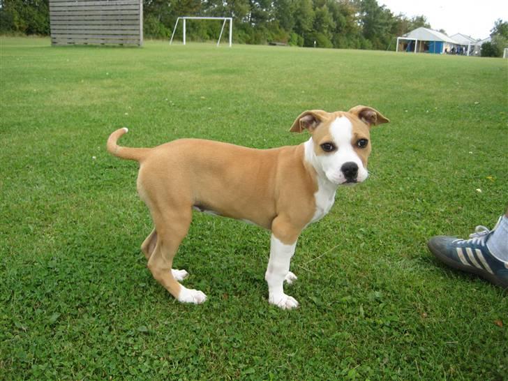 Amerikansk staffordshire terrier Sille - sille 3mdr billede 19