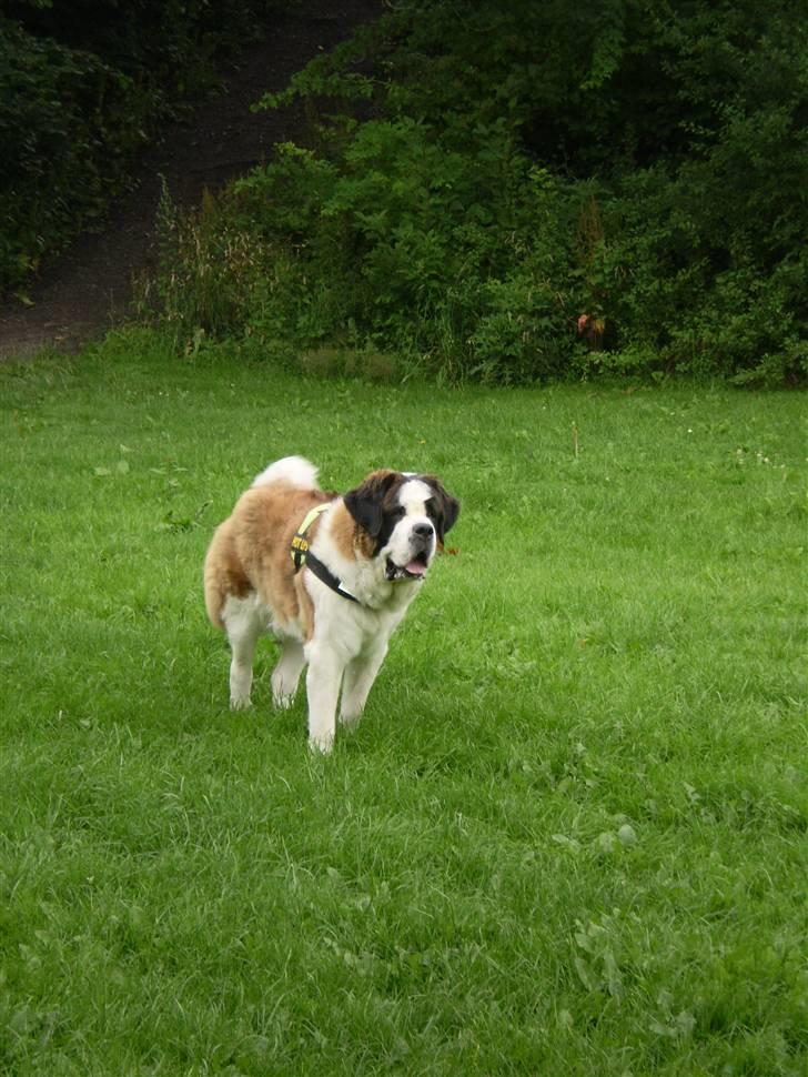 Sankt bernhardshund Jasmin - på marken Jubii billede 8