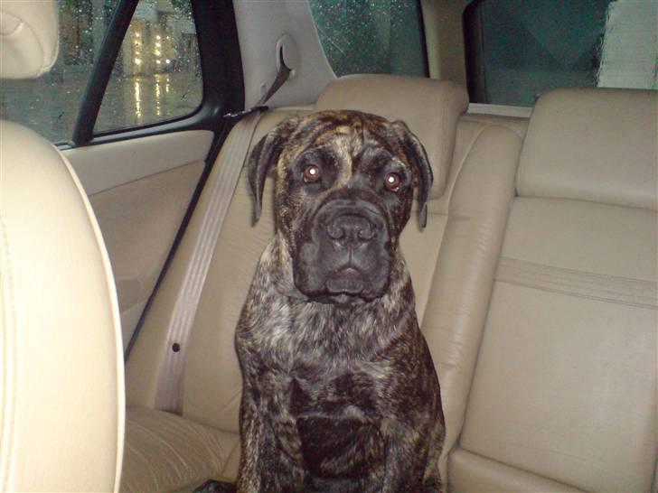 Mallorca Mastiff / Ca de Bou Albert - så sidder man lige og hygger sig i fars læderstue når det regner udenfor billede 12