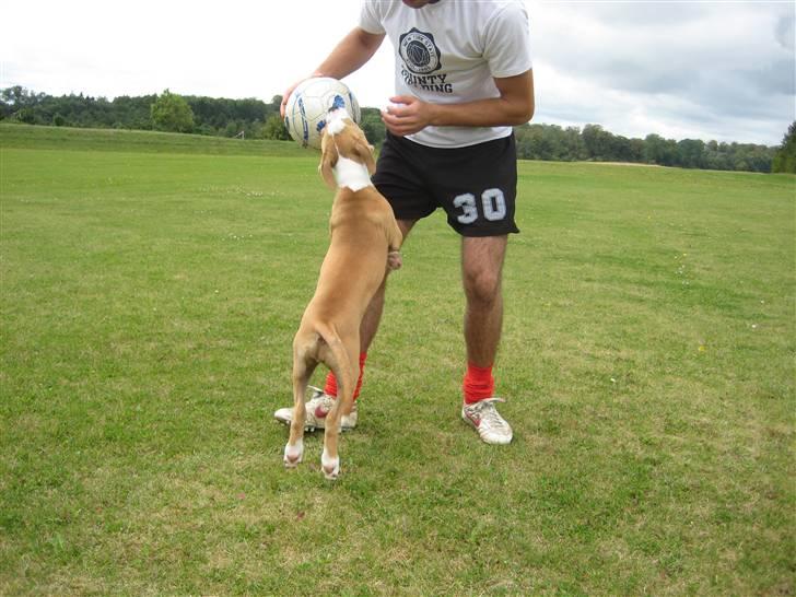 Amerikansk staffordshire terrier Sille - sille i hvalsø´s fodboldbane billede 20