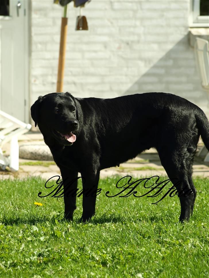 Blanding af racer Nala  billede 5