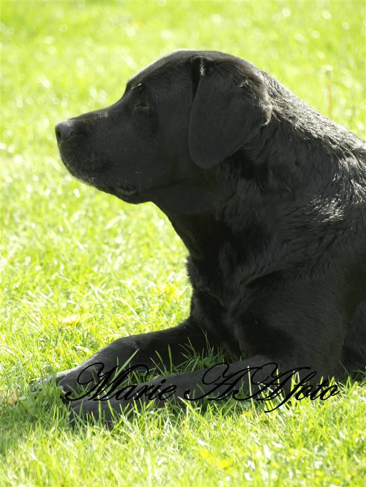 Blanding af racer Nala  billede 6