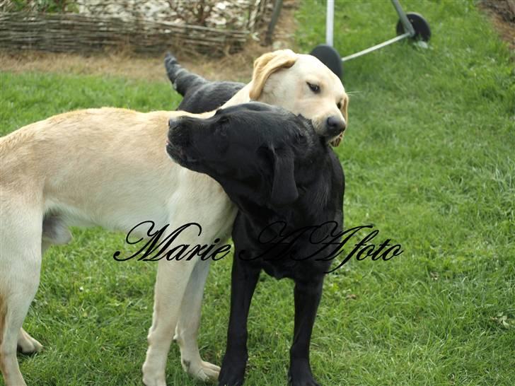 Blanding af racer Nala  billede 7