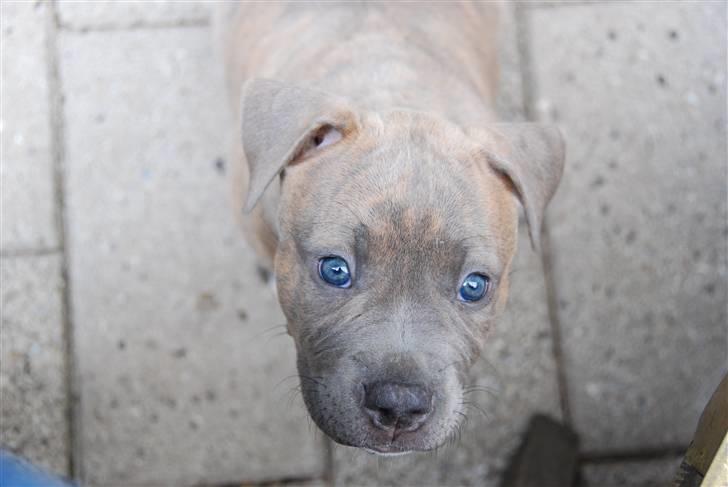 Amerikansk staffordshire terrier Raja billede 2