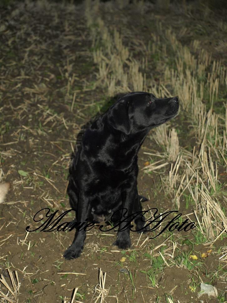 Blanding af racer Nala  billede 8