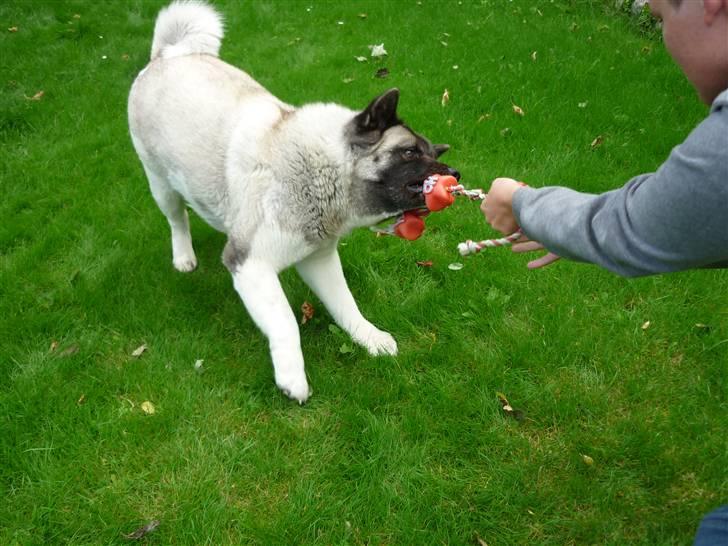 American Akita Suki billede 8