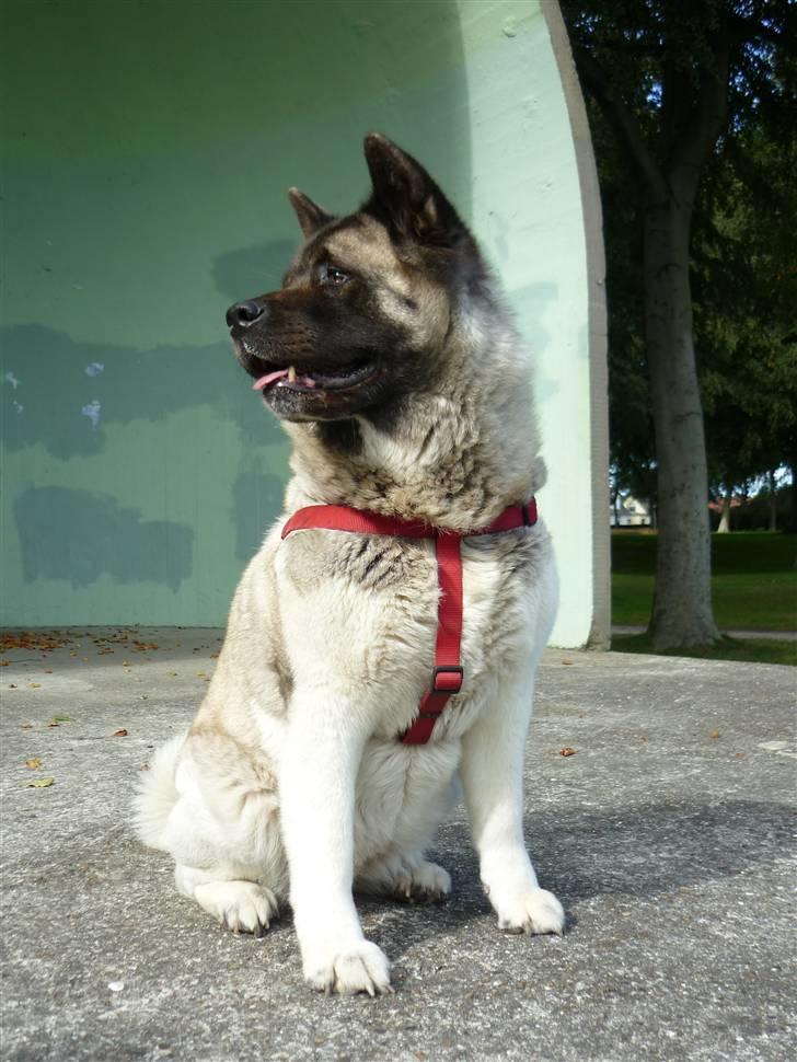 American Akita Suki billede 9