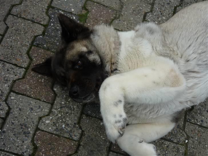 American Akita Suki billede 10