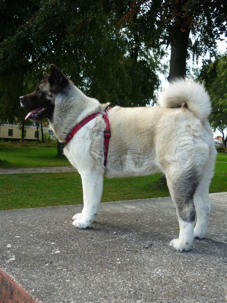 American Akita Suki billede 11