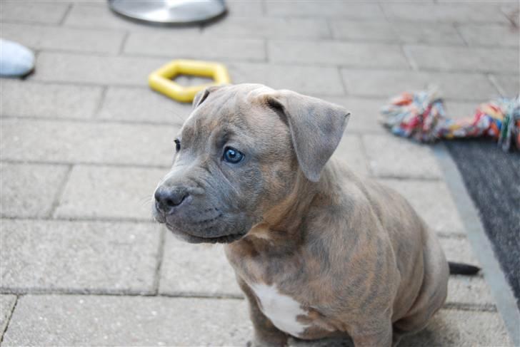 Amerikansk staffordshire terrier Raja billede 3