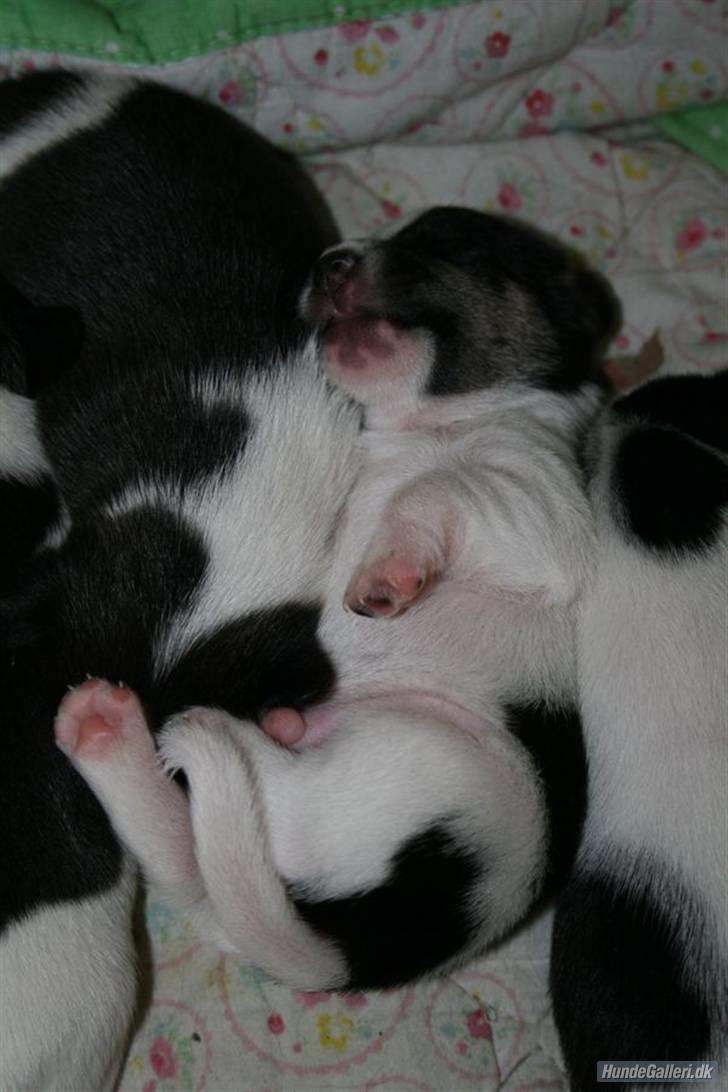 Jack russell terrier Freddi Diesel Skovgaard billede 20