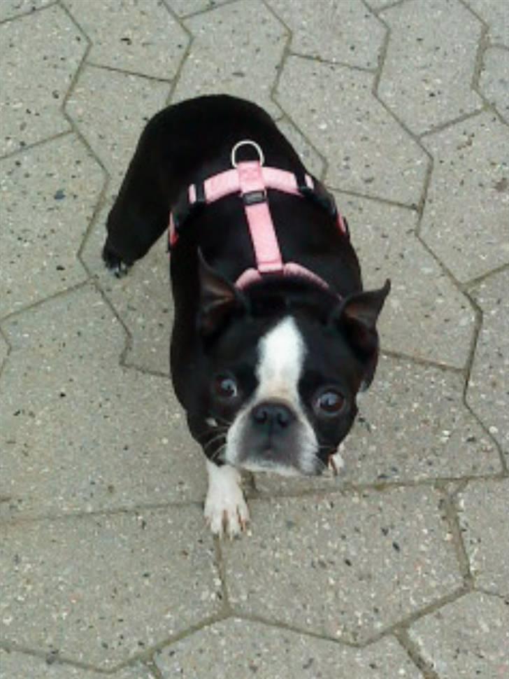 Boston terrier Debbie - smukke billede 19