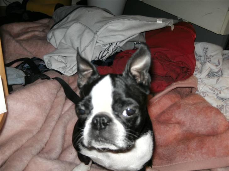 Boston terrier Debbie - debbie når hun er smukkest billede 20