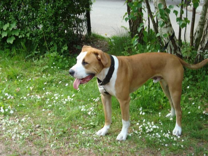 Amerikansk bulldog Kingston billede 1