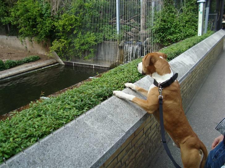 Amerikansk bulldog Kingston - Hvad er der egentlig derinde??  billede 2