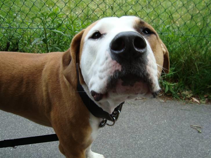 Amerikansk bulldog Kingston - Elsker bare duftene i zoo.... billede 3
