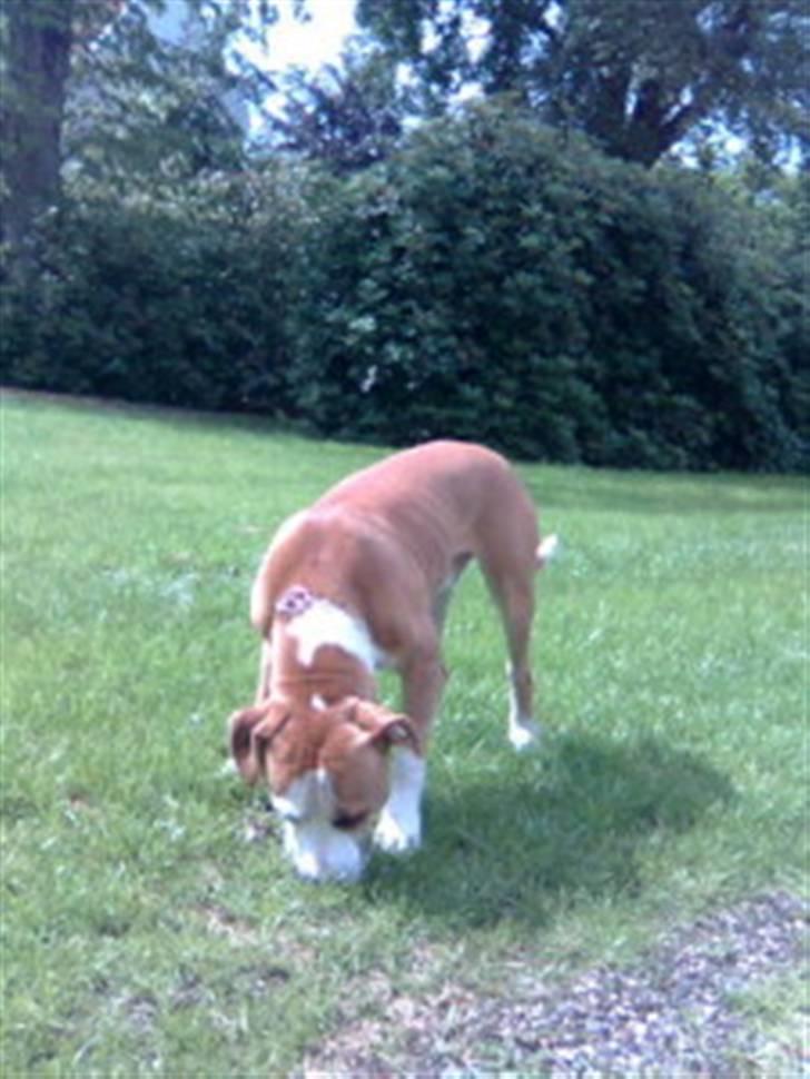 Amerikansk bulldog Kingston billede 4