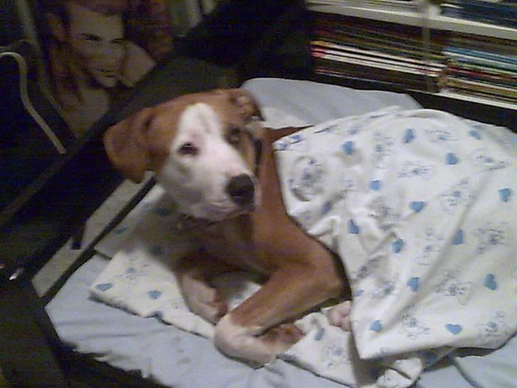 Amerikansk bulldog Kingston - Sluk nu det lys!! Vi er nogen der prøver at sove... billede 5