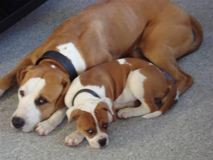Amerikansk bulldog Kingston billede 6