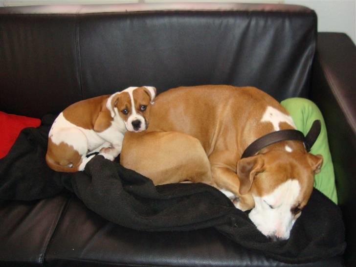 Amerikansk bulldog Kingston - Kingston & Nugga ( Nugge kun ca 10uger ) billede 7