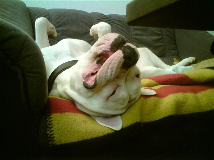 Amerikansk bulldog Hector - En morfar i morfar´s sofa .. :D billede 2