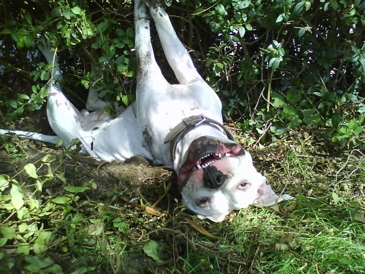 Amerikansk bulldog Hector - Hector i haven .. Fuldstændig smurt ind i jord .. :D billede 3