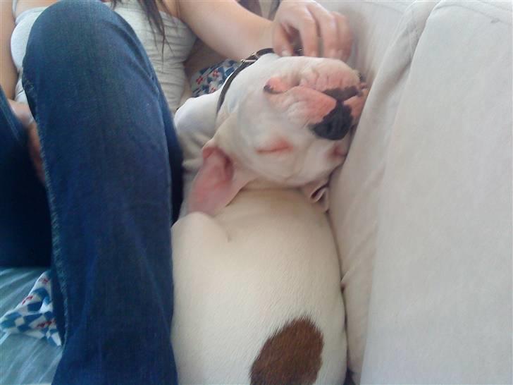 Amerikansk bulldog Hector - Uuuh , det dejligt at blive nusset lidt under hagen ..  billede 4