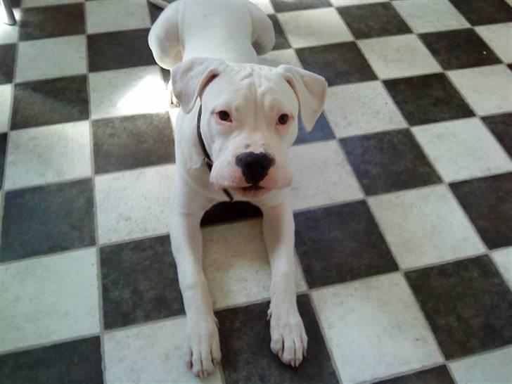 Amerikansk bulldog Hector - Mor´s puppy :b billede 5