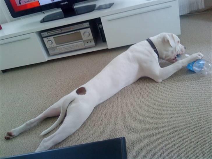 Amerikansk bulldog Hector - Den bedste måde at ligge på hvis man skal slappe af .. :b billede 6