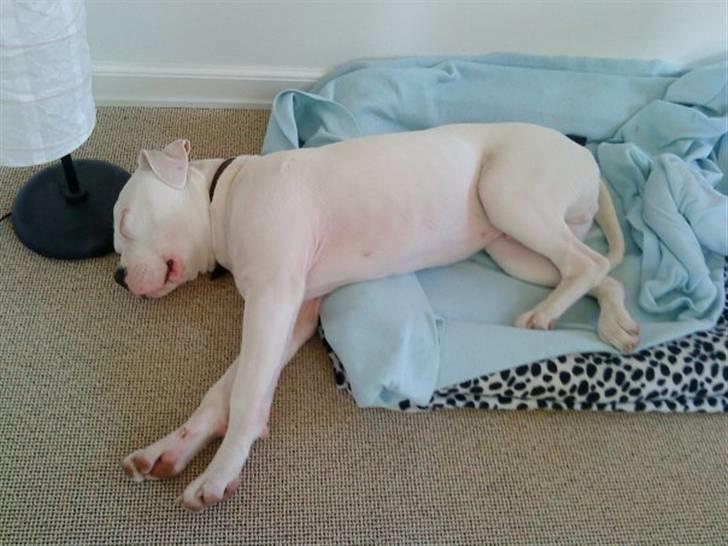 Amerikansk bulldog Hector - Et af de første billeder af Kongen .. :D  Hehe .. billede 7