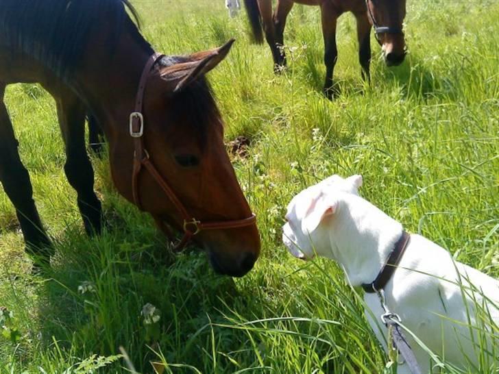 Amerikansk bulldog Hector - Hector & Hans bedste ven .. billede 8