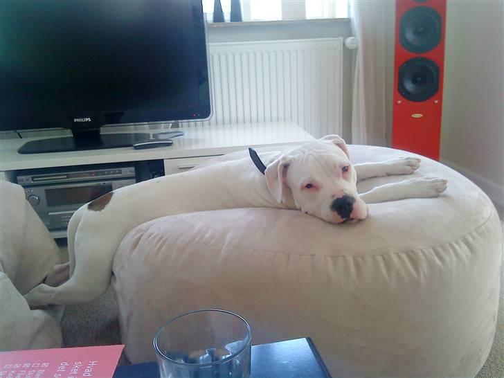 Amerikansk bulldog Hector - Min baby hygger i sækkestolen ..  billede 9