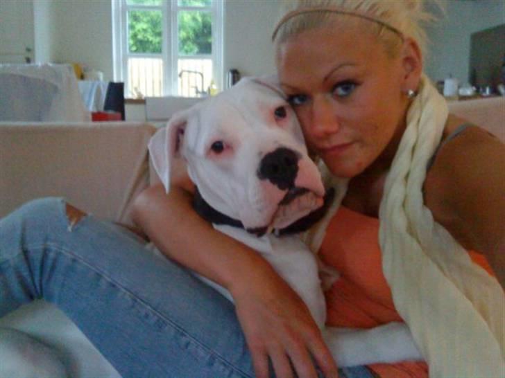 Amerikansk bulldog Hector - Banditten & mor .. :) billede 10