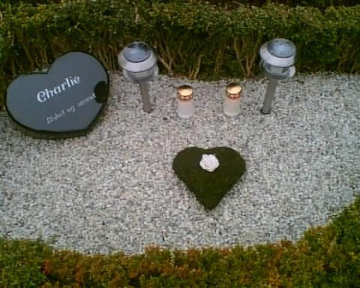 Blanding af racer Charlie R.I.P  - Charlie´s gravsted om sommeren billede 2