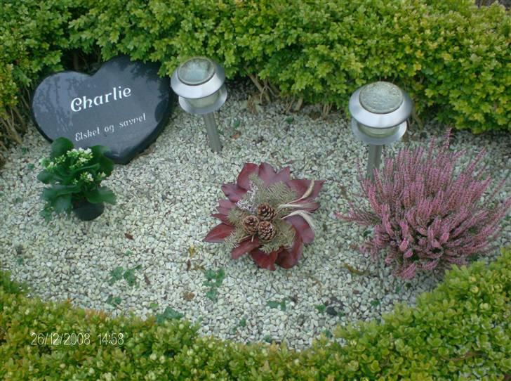 Blanding af racer Charlie R.I.P  - Charlie´s gravsted om vinteren billede 3