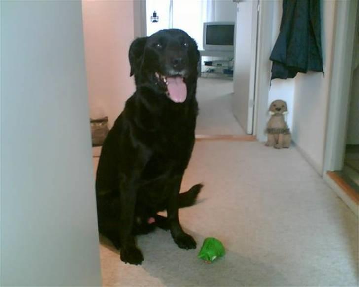 Blanding af racer Charlie R.I.P  - Den dag blev Charlie syg ...han blev 10 år billede 4